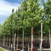 Platan 5.00 - 6.00 m  Platanus x acerifolia