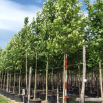 Platan 5.00 - 6.00 m  Platanus x acerifolia