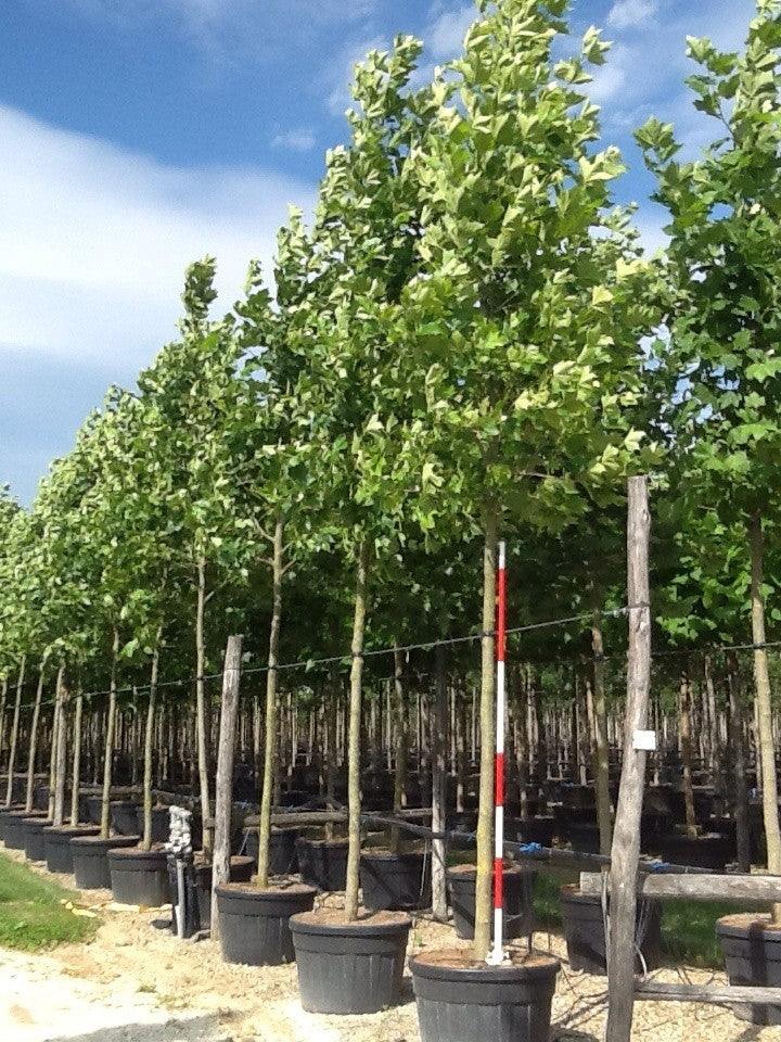 Plane tree 5.00 - 6.00 m Platanus x acerifolia
