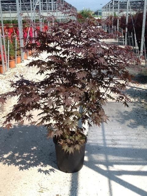 Japanese Maple Bloodgood" 1.50 - 1.70 m Acer palmatum "Bloodgood"