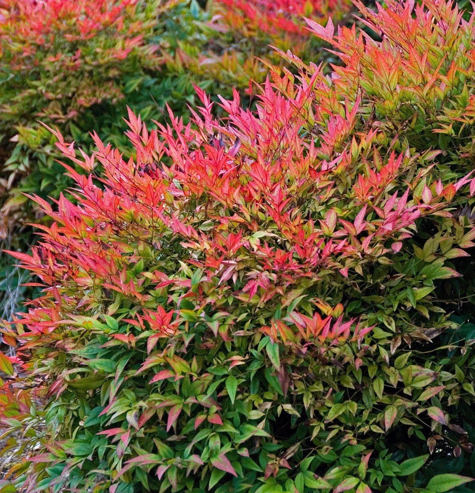 Bambus sfant Obsessed " 0.40 - 0.60 m Nandina domestica "Obsessed"