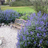 Caryopteris ”Heavenly Bleu” 0.30 - 0.50 m Caryopteris x clandonensis ”Heavenly Bleu”