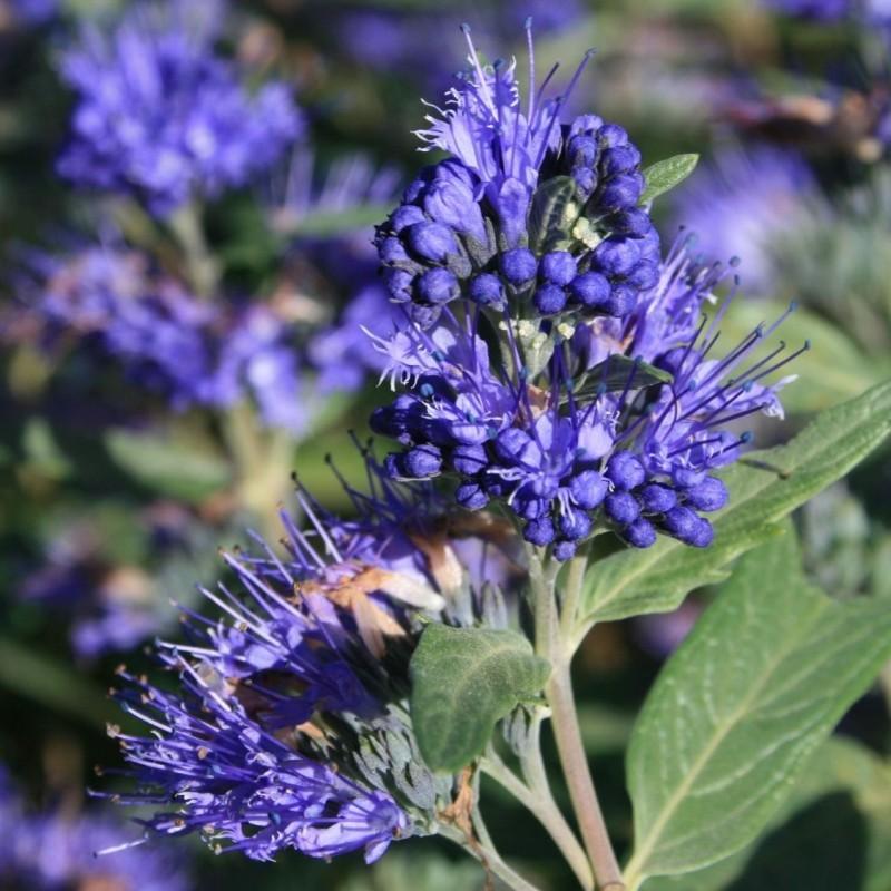 Caryopteris ”Heavenly Bleu” 0.30 - 0.50 m Caryopteris x clandonensis ”Heavenly Bleu”