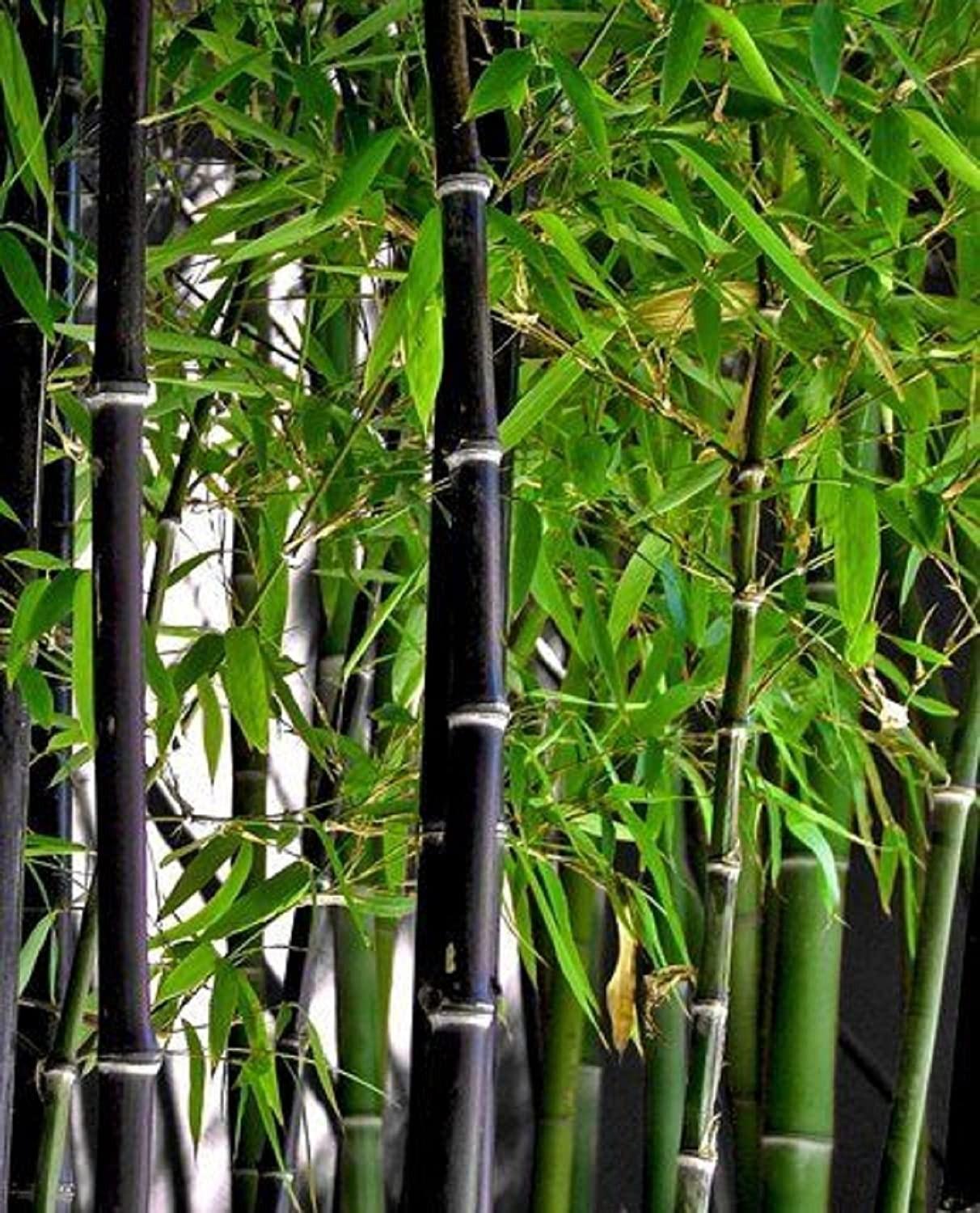 Bambus negru 1.50 -2.00 m Phyllostachys nigra