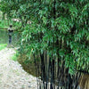 Bambus negru 1.50 -2.00 m  Phyllostachys nigra