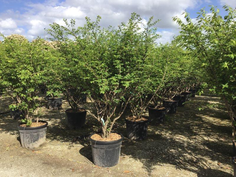 Euonymus alatus multi-stemmed 1.20 - 1.50 m Euonymus alatus