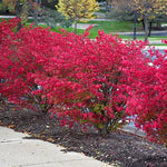 Euonymus alatus multitulpinal 1.20 - 1.50 m  Euonymus alatus
