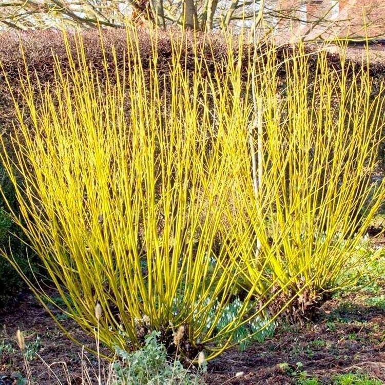 Horn "Flaviramea" 0.80 -1.00 m Cornus stolonifera "Flaviramea"