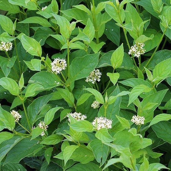 Corn „Flaviramea 0.40 -0.50 m Cornus stolonifera „Flaviramea"