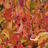 Sanger „Midwinter Fire” 1.00 -1.20 m  Cornus sanguinea „Midwinter Fire”