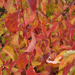 Sanger „Midwinter Fire” 1.00 -1.20 m  Cornus sanguinea „Midwinter Fire”