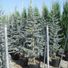 Silver-blue cedar 1.70 - 2.00 m Cedrus atlantica Glauca"
