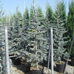 Silver-blue cedar 1.70 - 2.00 m Cedrus atlantica Glauca"