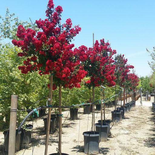 Liliac Indian Dynamite" arbore 1.70 - 2.00 m Lagerstroemia Indica "Dynamite"