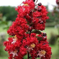 Liliac Indian Dynamite" arbore 1.70 - 2.00 m Lagerstroemia Indica "Dynamite"