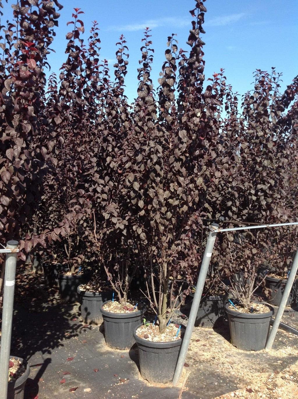Corcodus rosu Pissardii" bush 1.70 - 2.00 m Prunus cerasifera "Pisardii"