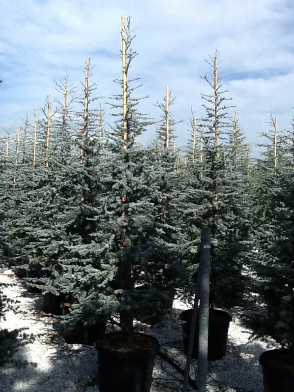 Silver-blue cedar 1.70 - 2.00 m Cedrus atlantica Glauca"