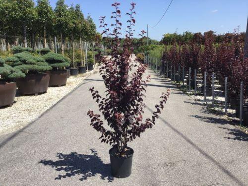 Corcodus rosu Pissardii" bush 1.70 - 2.00 m Prunus cerasifera "Pisardii"