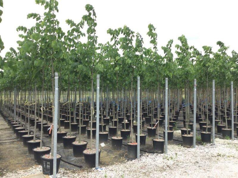 Silver lime 3.00 - 4.00 m Tilia hybrida Argentea"