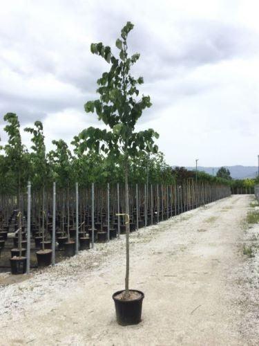 Silver lime 3.00 - 4.00 m Tilia hybrida Argentea"
