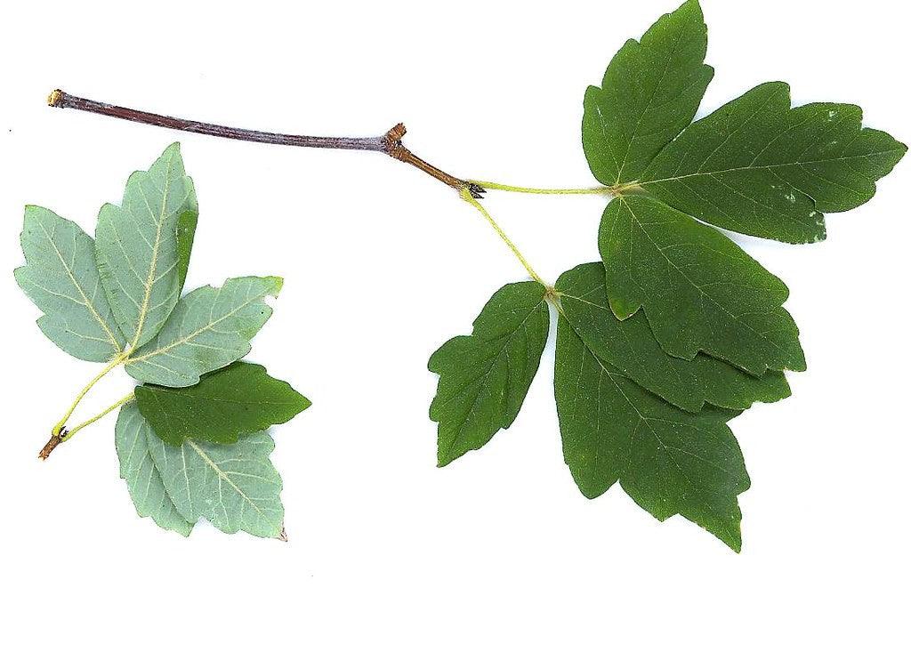 Maple with paper trunk 1.00 - 1.30 m (Acer griseum)