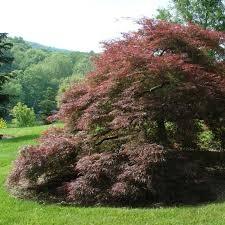 Japanese maple "Crimson Queen" 0.80 - 1.20 m Acer palmatum dissectum "Crimson Queen"
