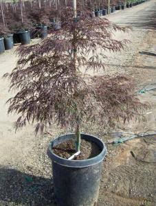 Japanese maple "Crimson Queen" 0.80 - 1.20 m Acer palmatum dissectum "Crimson Queen"