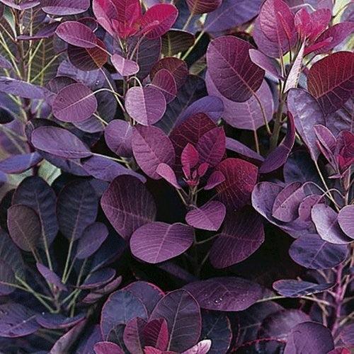 Scumpie „Royal Purple” 1.50 - 1.75 m Cotinus coggygria „Royal Purple”