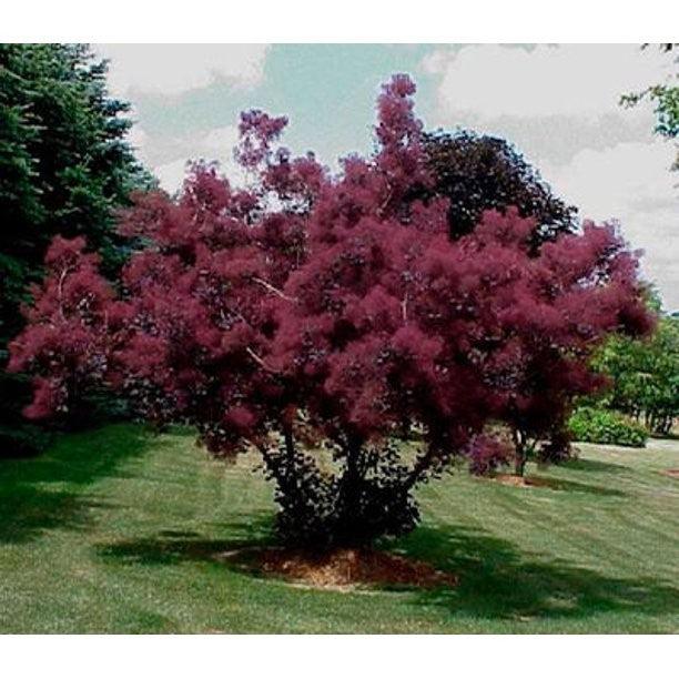 Scumpie „Royal Purple” 1.50 - 1.75 m Cotinus coggygria „Royal Purple”