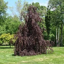 Red pendulous beech 1.80 - 2.30 m Fagus sylvatica "Purpurea Pendula"