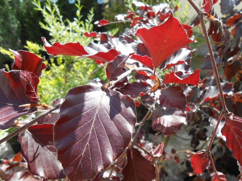 Red pendulous beech 1.80 - 2.30 m Fagus sylvatica "Purpurea Pendula"