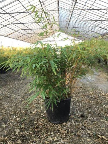 Dwarf evergreen bamboo 0.60 -0.80 m Fargesia murielae 'Rufa'