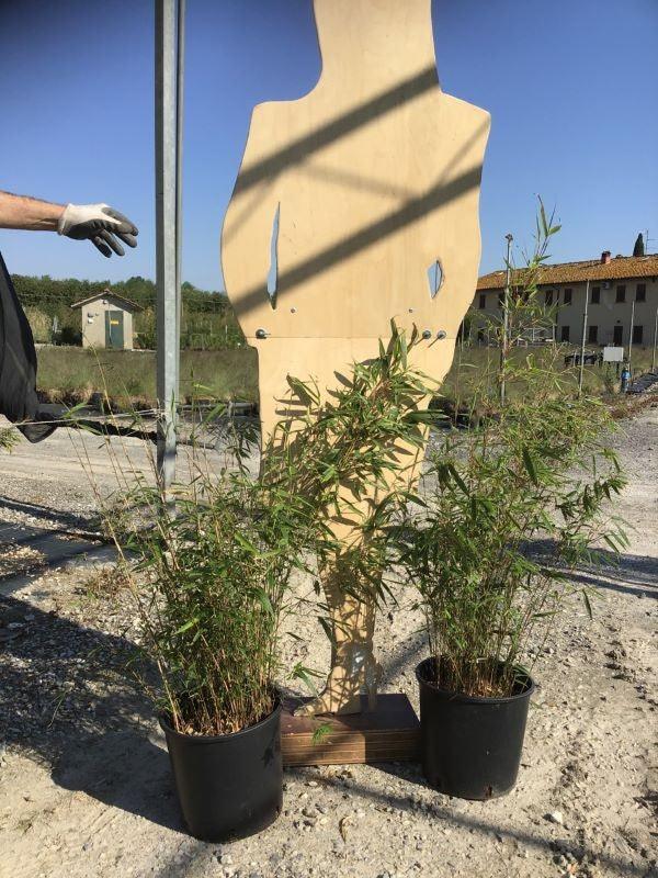 Dwarf evergreen bamboo 0.60 -0.80 m Fargesia murielae 'Rufa'