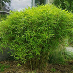 Bambus vesnic verde pitic 0.60 -0.80 m  Fargesia murielae „Rufa”