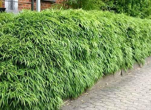 Dwarf evergreen bamboo 0.60 -0.80 m Fargesia murielae 'Rufa'