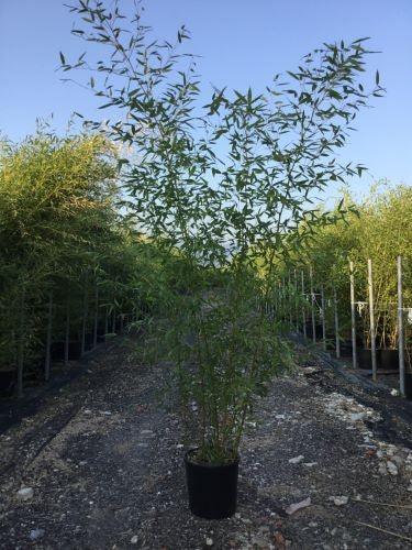 Evergreen bamboo 2.00 -2.50 m Phillostachys bissetii