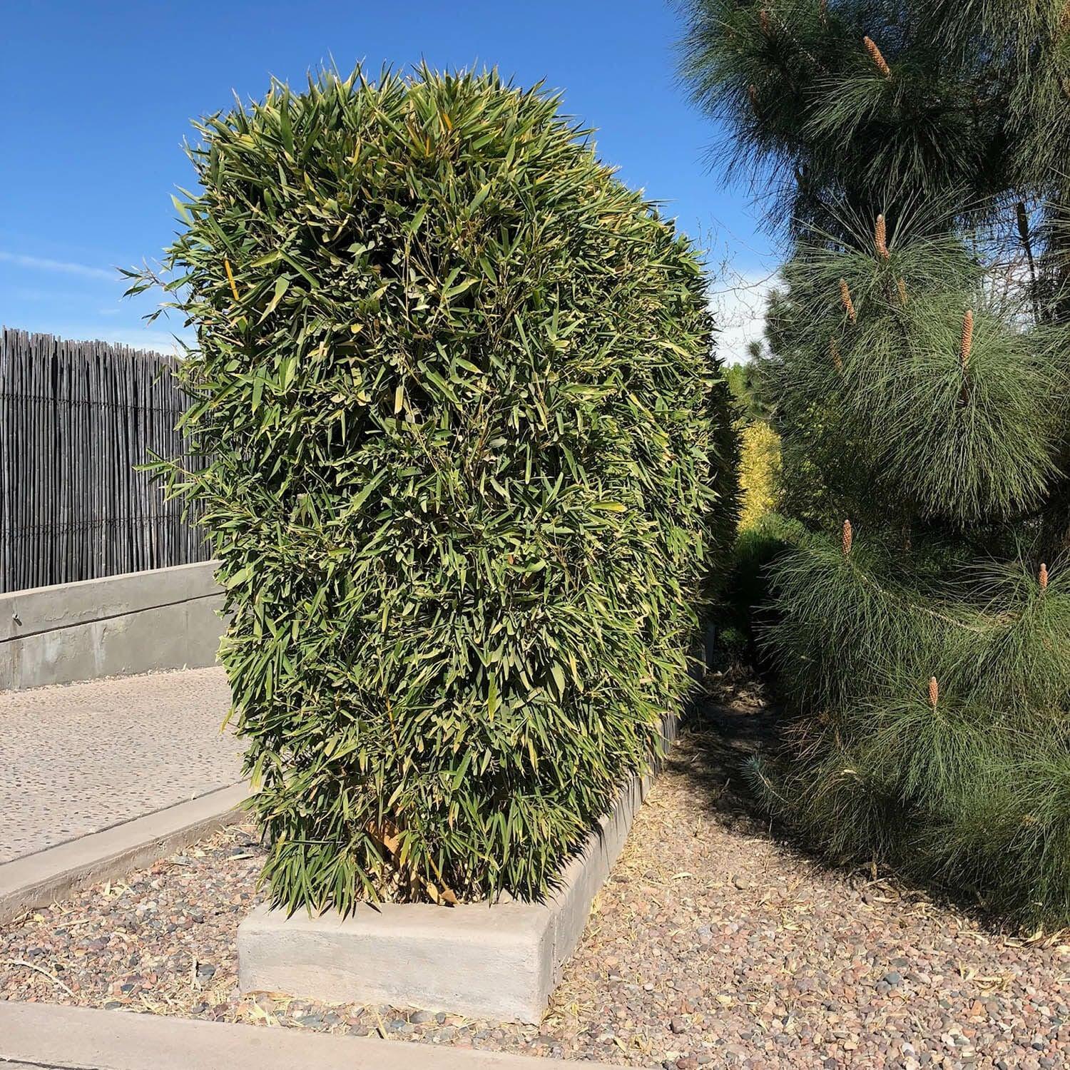 Evergreen bamboo 2.00 -2.50 m Phillostachys bissetii