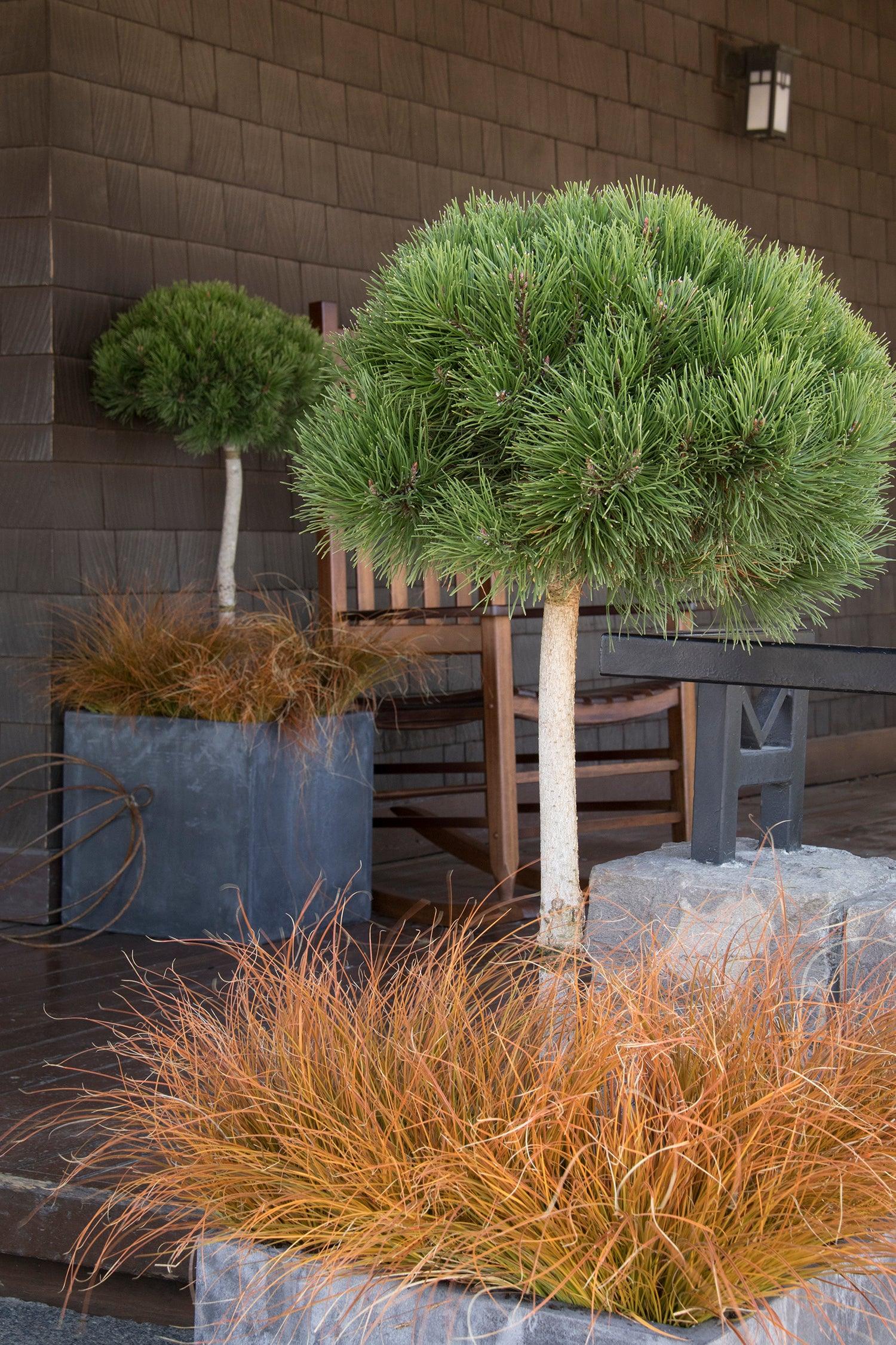 Mughus dwarf pine" 1.30 - 1.50 m Pinus mugo "Mughus"