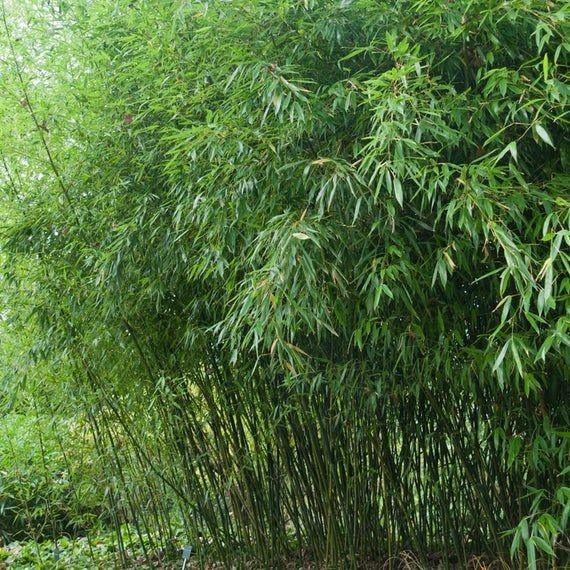 Evergreen bamboo 2.00 -2.50 m Phillostachys bissetii