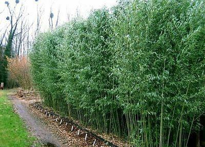 Evergreen bamboo 2.00 -2.50 m Phillostachys bissetii
