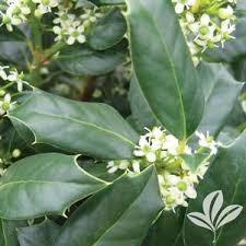 Ilex Nellie Stevens 3.00 - 3.50 m Ilex mutchagara 'Nellie R. Stevens'