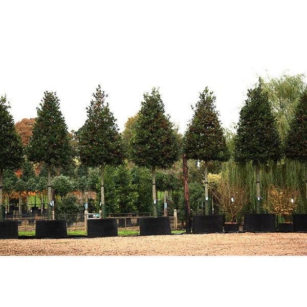 Ilex Nellie Stevens 3.00 - 3.50 m Ilex mutchagara 'Nellie R. Stevens'