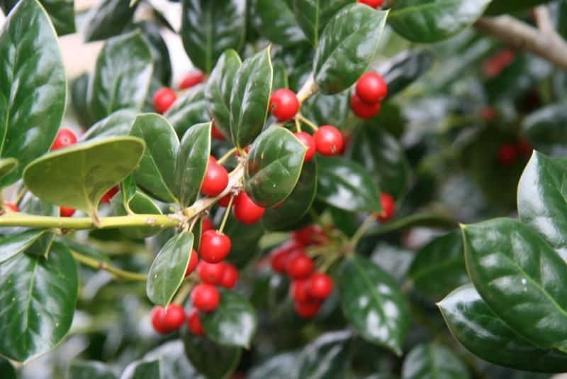 Ilex Nellie R.Stevens" multi-stemmed 1.50 - 1.75 m Ilex mutchagara "Nellie R.Stevens"
