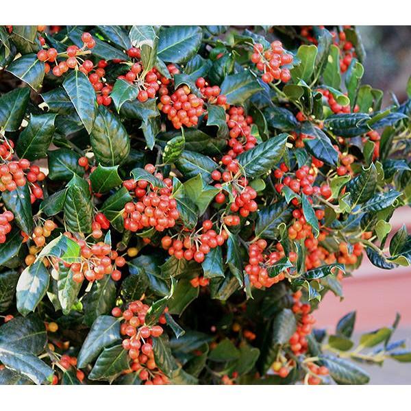 Ilex Nellie Stevens 0.80 - 1.00 m Ilex mutchagara „Nellie R. Stevens”