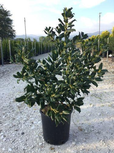 Ilex Nellie Stevens 0.80 - 1.00 m Ilex mutchagara „Nellie R. Stevens”