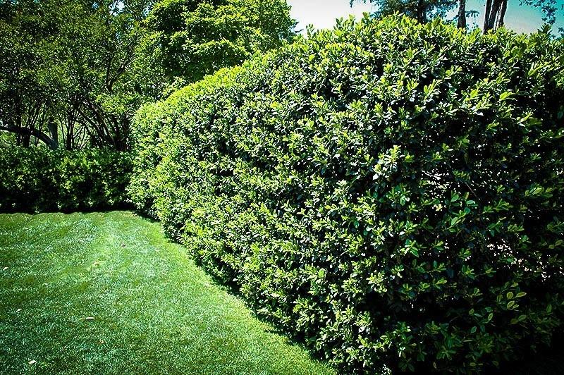 Ilex Nellie Stevens 0.80 - 1.00 m Ilex mutchagara „Nellie R. Stevens”