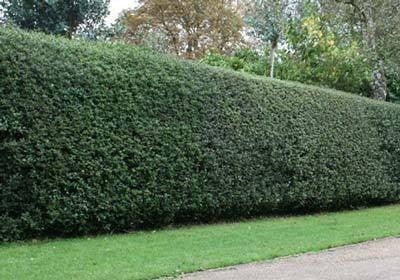 Ilex Nellie Stevens 0.80 - 1.00 m Ilex mutchagara „Nellie R. Stevens”