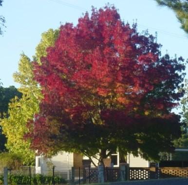 Raywood ash" 2.50 - 3.00 m Fraxinus angustifolia "Raywood"