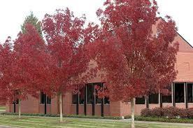 Raywood ash" 2.50 - 3.00 m Fraxinus angustifolia "Raywood"