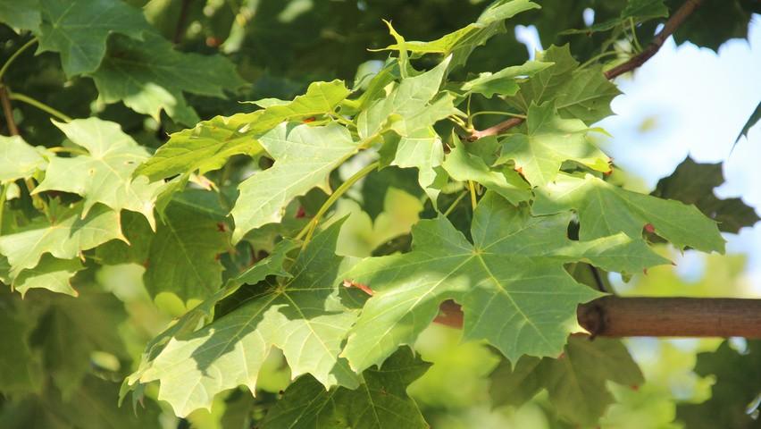 Maple tree Cleveland" 3.00 m Acer platanoides "Cleveland"